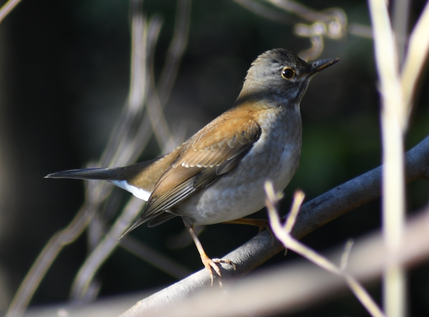 A thrush perched on a branch in dappled light